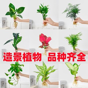 水培造景植物白掌花卉九里香盆栽竹芋绿萝办公室和鱼共生水养鱼缸