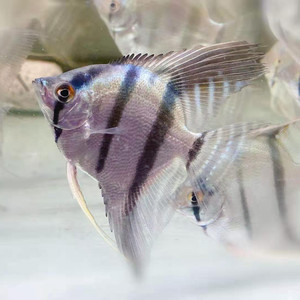 燕子鱼神仙鱼红眼钻石金头三色蓝魔鬼熊猫燕烟熏蓝魔燕鱼观赏鱼