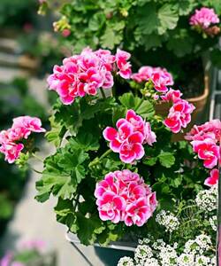 【蔓花园】粉飞溅 12cm成苗 丰花直立天竺葵花园阳台盆栽花卉植物