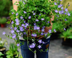 【风铃篮】风铃篮品牌,价格 - 阿里巴巴