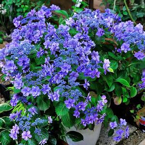 【蔓花园】进口重瓣 大花绣球 小町 小号苗 阳台庭院开花植物