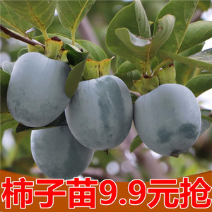 君迁子树苗 软枣苗木 黑枣 野柿子嫁接柿子砧木苗实生苗盆栽