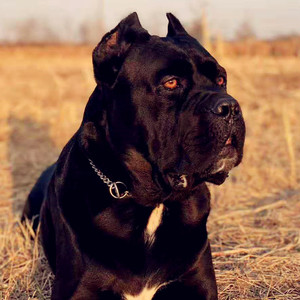 纯种卡斯罗幼犬活体大型犬护卫猛犬卡斯罗巨型卡斯罗犬看家护院狗