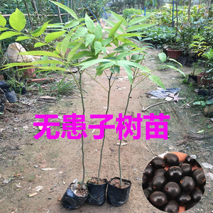 无患子树苗洗手果树肥皂树圆皂角木患子大树洗发果盆栽名贵中药材