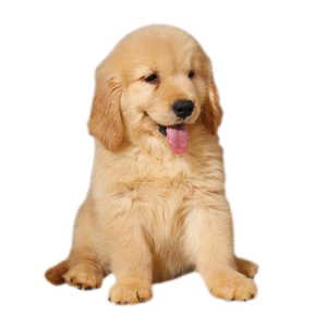 金毛犬纯种长毛