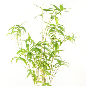 玉竹苔藓球凤尾竹米竹盆景盆栽竹迷你小竹子室内绿植桌上茶几植