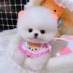 【白色泰迪狗小型】白色泰迪狗小型品牌,价格 - 阿里巴巴