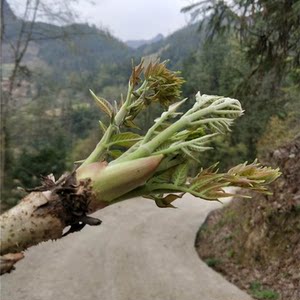 新鲜刺嫩芽 野生刺老芽500克贵州山野菜东北刺老鸦刺龙芽香椿