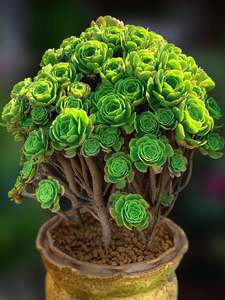 魔法师多肉黑法师