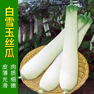 丝瓜种籽子菜瓜南方盆栽广西四季蔬菜春天孑新品种水瓜江南春农业