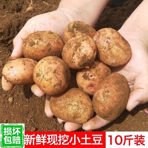 山西岚县土豆种子黄皮康农薯业晋薯16号脱毒马铃薯高产一级种9斤