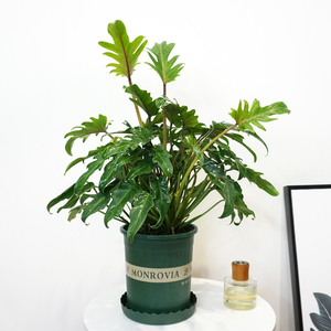 小天使蔓绿绒仙羽