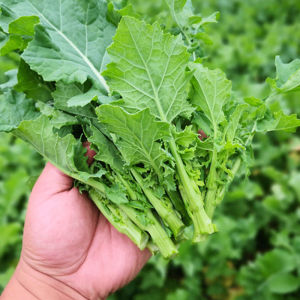 四川特产新鲜油菜苔青菜苔绿叶蔬菜小油菜浓家自种现摘现发包邮
