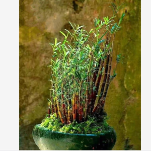 姬竹叶石斛盆栽石斛苗种植室内外可食用中药药用盆景好养吊兰花卉
