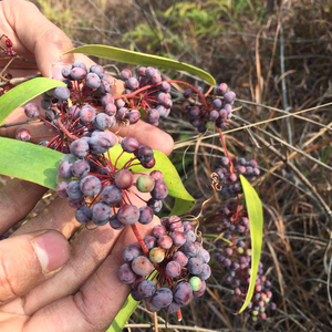 新采摘土茯苓种子土茯苓种子药材土茯苓种籽新采冷饭团土茯林云苓