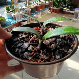 毛兰国兰串君子兰