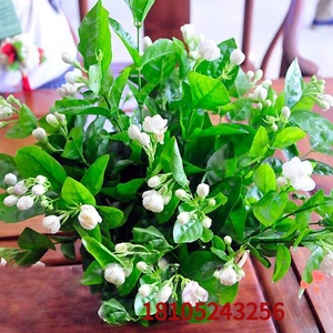 茉莉花苗盆栽虎头室内浓香带花苞四季开花很香花卉小盆景植物好养