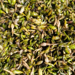 新上市轮叶黑藻芽孢水草种籽芽孢灯笼泡节节草水质净化小龙虾养殖