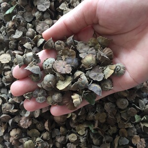 马甲子苗马甲子种子围园刺树苗鸟不站刺树种子铁篱笆树铁篱笆种子