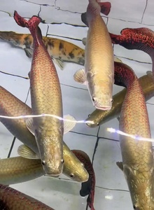 猛鱼巨骨舌鱼热带观赏鱼水族箱上层活体红尾海象淡水肉食鱼
