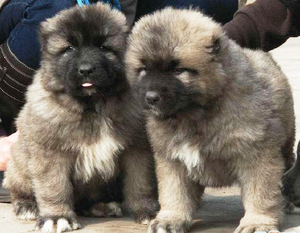 肉狗苗田园犬串串活狗苗杂交狗活体肉狗苗幼犬活狗大型土狗苗包邮