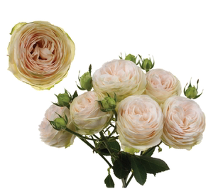 新品陶瓷蕾丝月季花苗花卉大花阳台盆栽四季微型玫瑰花卉小苗.