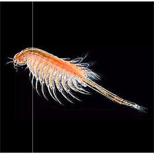 网红宠物小海龙观赏海洋小精灵可爱宠物活体孵化学生儿童玩具盒畱