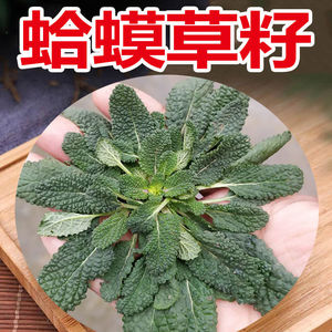 荔枝草雪见草皱皮草癞蛤蟆草全草蛤蟆草籽种子一千粒份tb