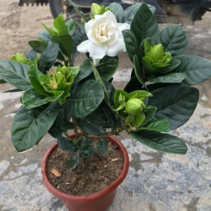 重瓣牡丹 大叶大花栀子花四季常绿阳台庭院芳香植物盆栽 绿植花卉