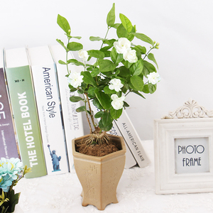 重瓣白茉莉花苗盆栽花卉观花植物室内绿植虎头茉莉四季开花阳台花