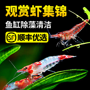 黑壳虾鱼缸水草清洁除藻工具超大观赏米虾宠物活体饲料淡水族造景