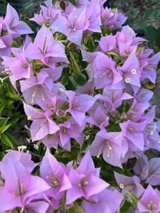 佰梅园 粉天使 三角梅扦插袋苗 超级大花，圆嘟嘟的花型