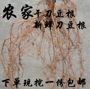 江西干刀豆根刀豆角刀板豆葛豆挟剑豆刀板干刀巴豆根刀豆种子包邮