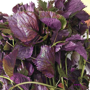 湖南农家自种蔬菜新鲜紫苏叶食用饭店龙虾鱼蟹调料提香去腥调味