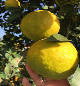 湖北湖南野生酸抛柑臭皮柑抛柑新鲜孕妇黄皮水果苦药酸泡柑酸柑子