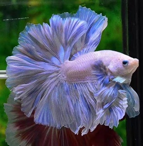 泰国斗鱼热带淡水观赏鱼半月斗鱼(直播付款链接,非实际商品)