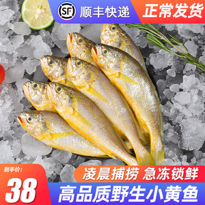 小黄鱼新鲜黄花鱼冷冻新鲜整箱舟山海鲜水产生鲜活野生黄花鱼5斤