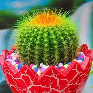 仙人球彩色金冠