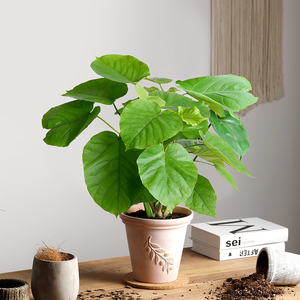 北欧风爱心榕爱心大叶片室内好养落地观叶植物盆栽净化空气吸甲醛
