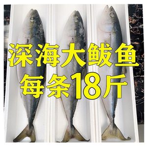 黄金鲅鱼大鲅鱼深海鱼冷冻鲜活水产整条水饺馅18-20斤非马鲛鱼