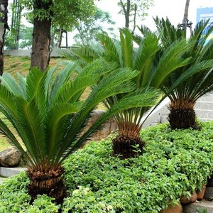 巴西铁树种子 室内四季可播庭院凤尾蕉铁树子苏铁盆景花卉种籽