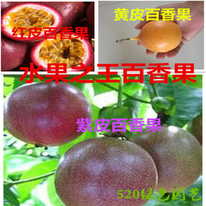 百香果种子四季播满天星紫香西番莲多年生黄金鸡蛋果种籽瓜果种子
