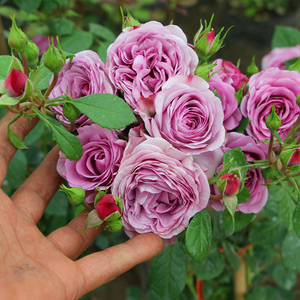 水星王阳台月季花苗大花浓香紫色多头勤花微月灌木花卉盆栽玫瑰