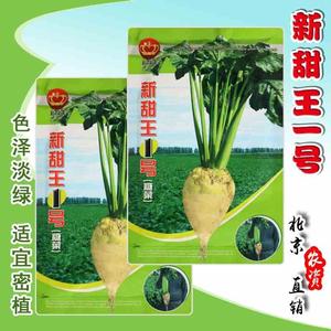 新甜王一号甜菜杂交糖厂 种子根用白色甜菜蔬菜籽 较耐病 春季播