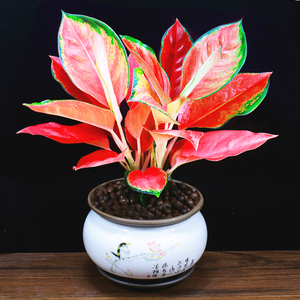 中国红盆栽吉利红如意皇后办公室内花卉客厅好养水培植物桌面绿.