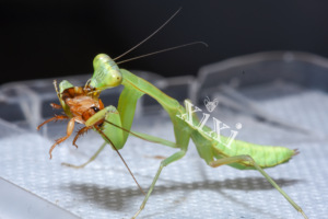 长背斧螳 长菱背螳 大型种类 宠物活体昆虫 科普礼物