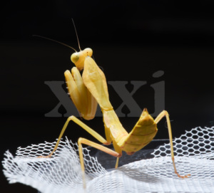 克氏菱背 克盾螳螂 大型种类 宠物活体昆虫 科普礼物 多体色盾螳