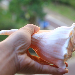 包邮天然海螺贝壳左旋螺观音螺收藏礼品摆件家居装饰礼品纪念品
