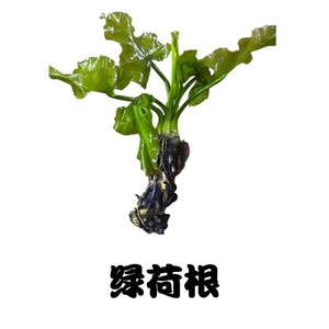 绿荷根