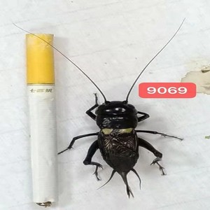 台湾双斑蟋蟀黄斑斗虫油葫芦鸣虫野生格斗大蛐蛐爬虫宠物观赏活体